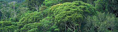 Atlantic forest canopy. Una Biological Reserve, Bahia, Brazil.
© Edward Parker / WWF rel=