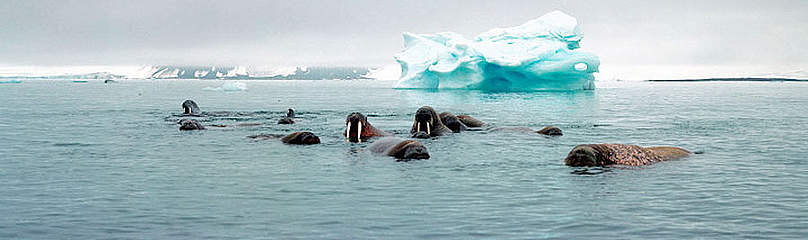 Atlantic walrus (Odobenus rosmarus rosmarus), colony. Apalona Island, Franz Josef Land, Svalbard, ...
© WWF / Wim van Passel
© WWF / Wim van Passel