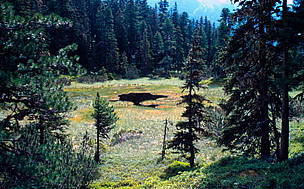 Peat bog in Fir trees forest. Alpine wetland in Wiegenalp, Hohe Tauern National Park, in the ...
© Michèle Dépraz / WWF
© Michèle Dépraz / WWF