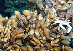 Crab and mussels living on the Menez Gwen hydrothermal vent, Atlantic Ocean. © D. Desbruyeres, IFREMER Crab and mussels living on the Menez Gwen hydrothermal vent, Atlantic Ocean.
