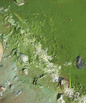 Exposure to an algal bloom can lead to nausea, irritated skin and eyes, gastrointestinal problems ... / ©: WWF / Paivi Rosqvist Exposure to an algal bloom can lead to nausea, irritated skin and eyes, gastrointestinal problems ... / ©: WWF / Paivi Rosqvist