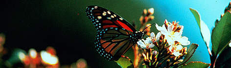 Monarch butterfly (Danaus plexippus), California, USA.
© Hannes Strager rel=