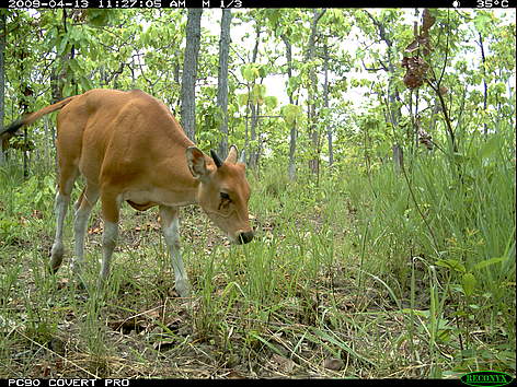 Banteng calf photographed by a camera trap in the dry forest of Cambodia's Eastern Plains Landscape
© FA / WWF-Cambodia rel=