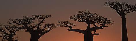 Baobab trees at sunset. Morondava, Madagascar.
© Martin Harvey / WWF rel=