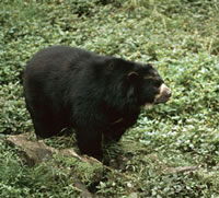 A spectacled bear, similar to the one that visited the Colombian town of El Pensil, in search of ...
© WWF / Pablo Corral
© WWF / Pablo Corral