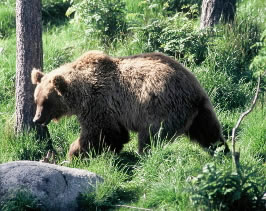 Bear populations were once found in healthy numbers throughout Switzerland, but years of ...
© WWF / Michel Gunther
© WWF / Michel Gunther