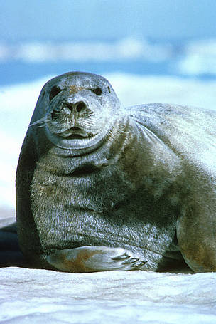 Marine mammals, even in remote areas, are contaminated with organotin compounds. / ©: Mike Spindler / U.S. Fish and Wildlife Service / ©: Mike Spindler / U.S. Fish and Wildlife Service