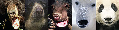 Razni medvjedi: mjesečev medvjed (ursus thibetanus), medvjed naočar (tremarctos ornatus), sunčev ...
© (l-r) Y.-J. REY-MILLET | Edward PARKER | Terry DOMICO | Fritz PÖLKING | Michel GUNTHER rel=