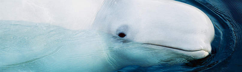 Beluga whale
© WWF
© WWF