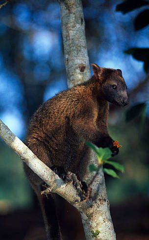 Bennett's tree-kangaroo (Dendrolagus bennettianus) on the branch of a tree. The Bennett's ...
© Martin HARVEY / WWF Bennett's tree-kangaroo (Dendrolagus bennettianus) on the branch of a tree. The Bennett's ...
© Martin HARVEY / WWF