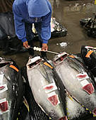Bigeye Tuna for sale at the fish market in Hawaii.