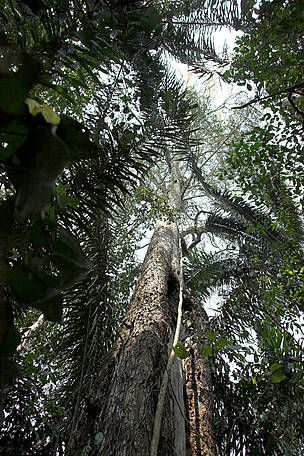 Big-leaf Mahogany | WWF