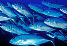 Bigeye trevally (Caranx sexfasciatus), Fiji.
© WWF / Cat HOLLOWAY Bigeye trevally (<i>Caranx sexfasciatus</i>) congregate in schools for safety from ...
© WWF / Cat HOLLOWAY