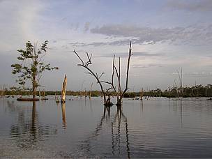 Bigipan Wetland in Suriname, South America.
© Jerrel Pinas
© Jerrel Pinas