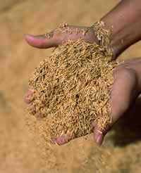 The valuable by-product of rice production, rice husks are used as biomass fuel. Ayutthaya ...
© WWF / Adam Oswell hands holding rice
© WWF / Adam Oswell