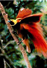 Bird of paradise
© WWF
© WWF