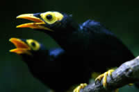 Birds, Sepik, Papua New Guinea
© Brent Stirton/Getty Images / WWF-UK
© Brent Stirton/Getty Images / WWF-UK