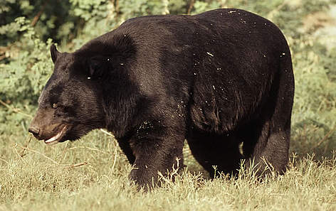 This Asiatic black bear was photographed in India. So far, there are no photographic records from ...
© WWF / Martin HARVEY Asiatic black bear (<i>Ursus thibetanus</i>), India. rel=