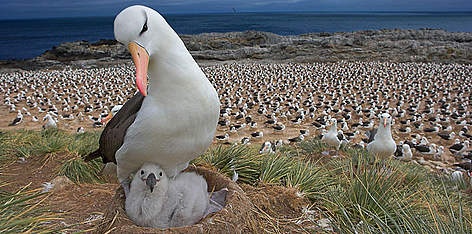 black_browed_albatross_1_359903.jpg