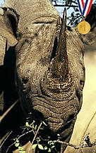 African black rhinoceros