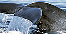 The largest animal on the planet, the blue whale is listed as a threatened species.
© WWF / Pieter Lagendyk The largest animal on the planet, the blue whale is listed as a threatened species.
© WWF / Pieter Lagendyk