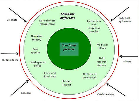 Managed forests can protect forest preserves by acting as buffer zones where local people can make ...
© WWF Bolivia rel=
