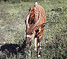 The elusive bongo is one of many species found within the dense Congo Basin rainforest.