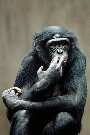 Pygmy chimpanzee (Pan paniscus) or Bonobo.
© WWF / Russell A. MITTERMEIER
© WWF / Russell A. MITTERMEIER