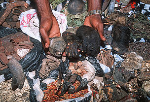 Bushmeat: Ape heads and hands for sale at fetish market. Congo, Central Africa.
© WWF / Martin HARVEY Bushmeat: Ape heads and hands for sale at fetish market. Congo, Central Africa.
© WWF / Martin HARVEY