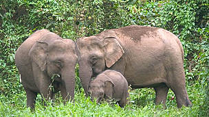Bornean Pygmy elephant (Elephas maximus borneensis) family, parents with calf. Danum Valley ...
© WWF / A. Christy WILLIAMS Bornean Pygmy elephant (Elephas maximus borneensis) family, parents with calf. Danum Valley ...
© WWF / A. Christy WILLIAMS