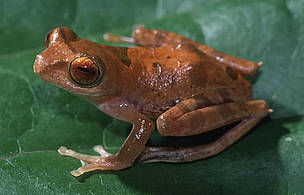 Newly discovered Borneo tree frog (Rhacophorus gadingensis).
© Alexander Haas
© Alexander Haas
