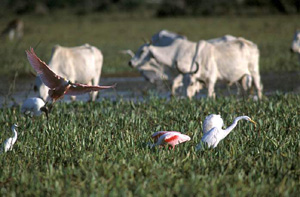Wildlife and domestic animals coexist in the Pantanal - a Great White Egret, Pink-feathered ...
© WWF-Brazil/Zig KOCH
© WWF-Brazil/Zig KOCH