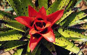 Bromelia (Bromeliaceae), Atlantic Rainforest.
© WWF / Michel GUNTHER Bromeliaceae Flowering Bromelia Espírito Santo, Atlantic Rainforest Brazil
© WWF / Michel GUNTHER
