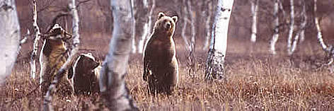 The endangered brown bear (Ursusarctos) is found around the Prespa basin
© WWF / Darren JEW The endangered brown bear (<i>Ursusarctos</i>) is found around the Prespa basin rel=