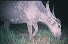 One of three wild buffaloes caught on film in the Srepok Wilderness Area in Cambodia.