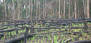 Forest conversion is a bi threat to rattan forest
© WWF Laos
© WWF Laos