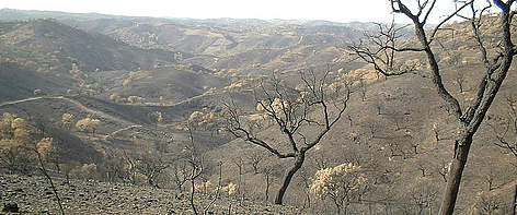 Burnt cork trees / ©: WWF rel=