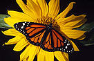 Monarch butterflies migrate each year from Canada to Mexico.
