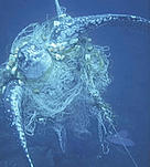 Leatherback turtle (Dermochelys coriacea) caught in a net off the coast of Sao Tome and Principe. Thousands of sea turtles are caught (and killed) by accident each year.