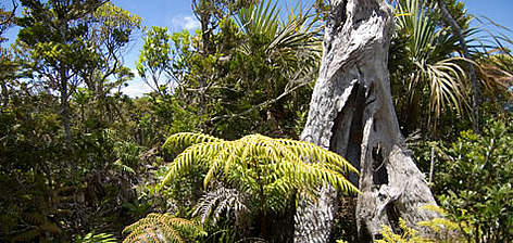 Tree ferns and palms. New Caledonia, France.
© WWF / Roger LeGUEN rel=