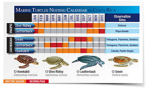 Marine turtles nesting calendar in Costa Rica
© Carlos Drews, WWF LAC rel=