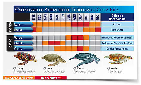 Calendario de anidación de tortugas marinas en Costa Rica / ©: Carlos Drews, WWF LAC rel=