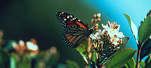 Monarch butterfly (Danaus plexippus), California, United States of America.
© WWF / Hannes STRAGER
© WWF / Hannes STRAGER