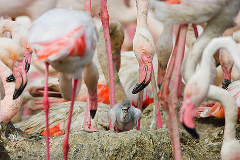 Greater flamingos (Phoenicopterus roseus) part of breeding colony of approx 10,000 pairs, with a ...
© Wild Wonders of Europe /Allofs / WWF rel=