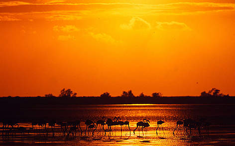 Flock of Greater flamingos (Phoenicopterus ruber) feeding in the sunset. Camargue, France
© © Roger Leguen / WWF rel=