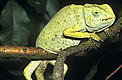 Senegal Chameleon © David Lawson/WWF-UK Senegal Chameleon