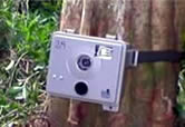 Camera trap.
© WWF Camera trap.
© WWF