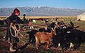Capturing Goat for Milking © Hartmut Jungius/WWF Capturing Goat for Milking