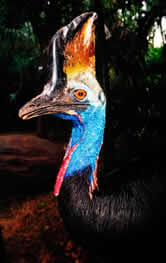 Southern cassowary (Casuarius casuarius). New Guinea and Australia
© WWF / Martin HARVEY Southern cassowary <i>(Casuarius casuarius)</i>. New Guinea and Australia
© WWF / Martin HARVEY