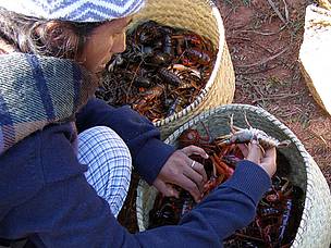 Crayfish collector
© WWF / Marjolein Kamermans
© WWF / Marjolein Kamermans
